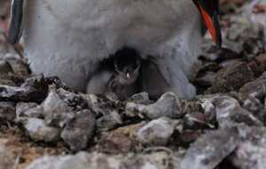 У станции "Академик Вернадский" вылупились маленькие пингвины