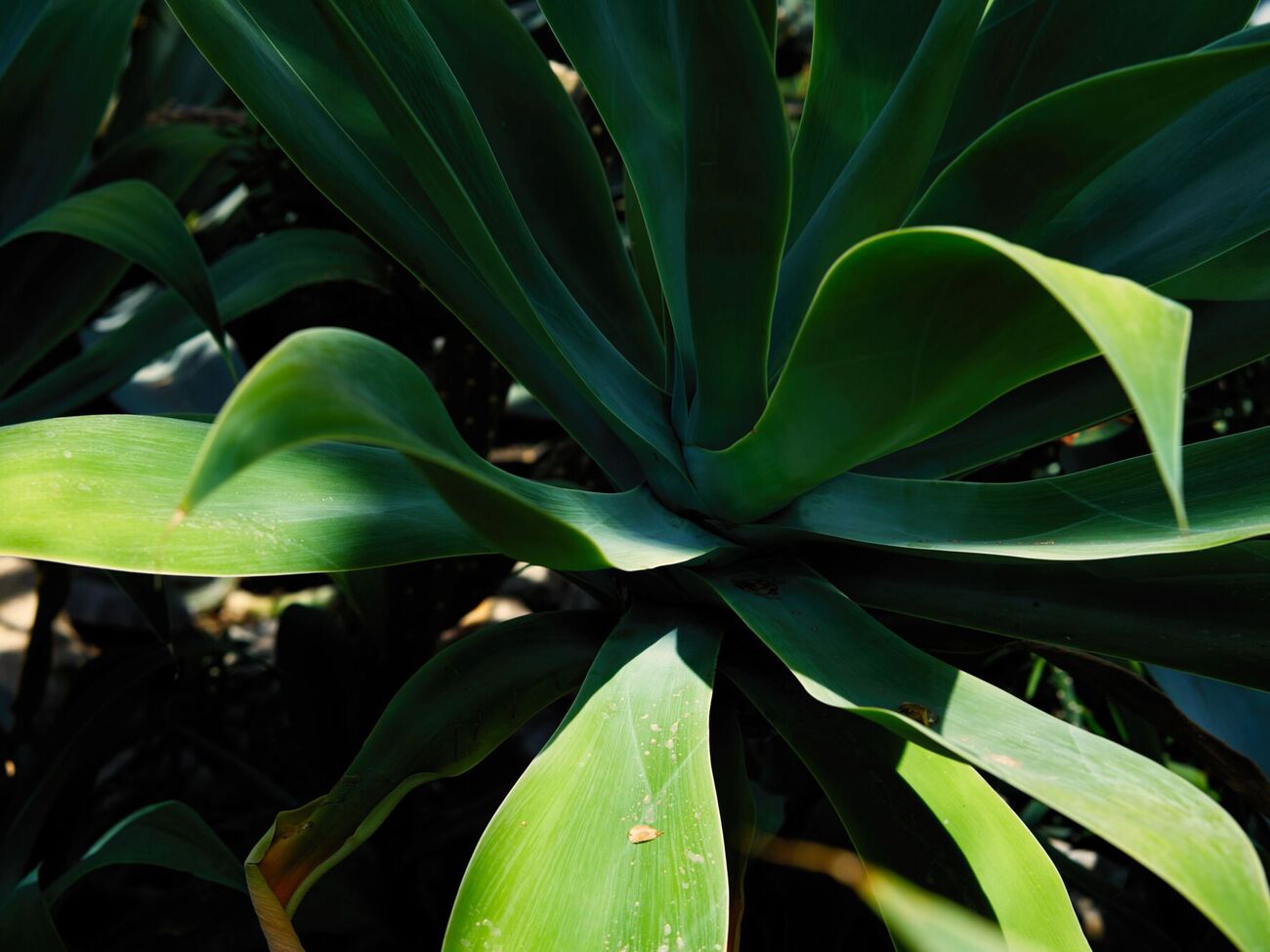 Многие растения спокойно реагируют на отсутствие света