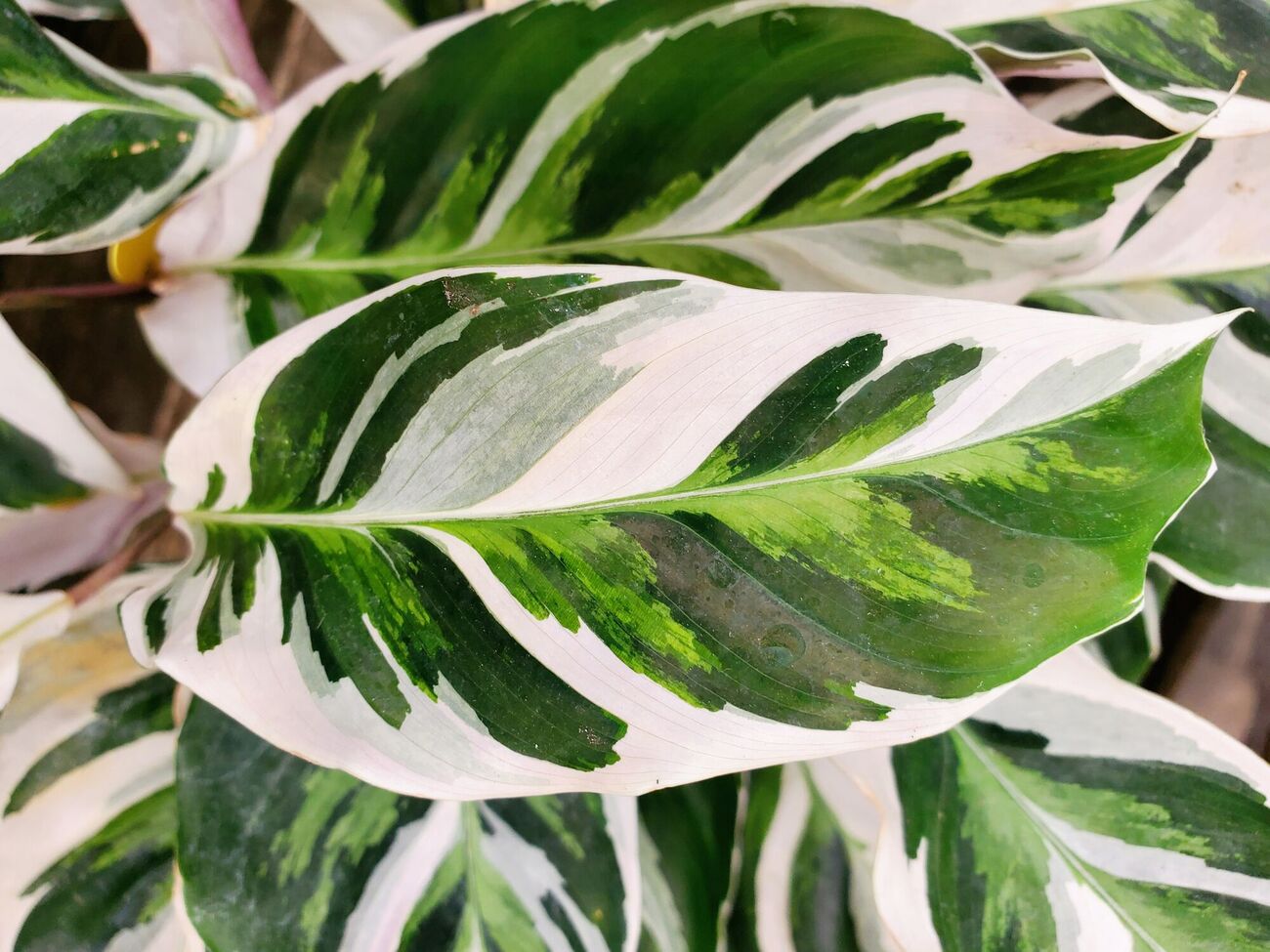 Калатея лучше чувствует себя в полутени