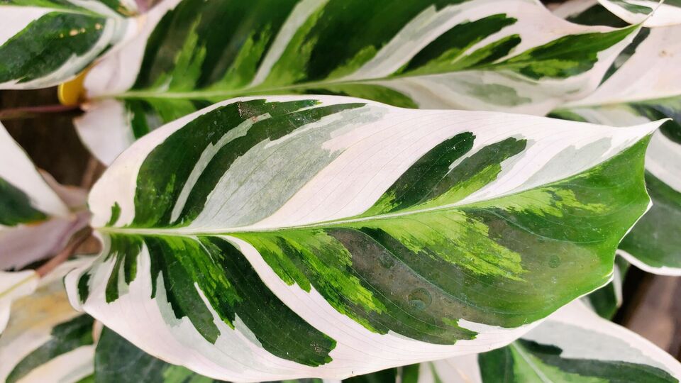Калатея лучше чувствует себя в полутени