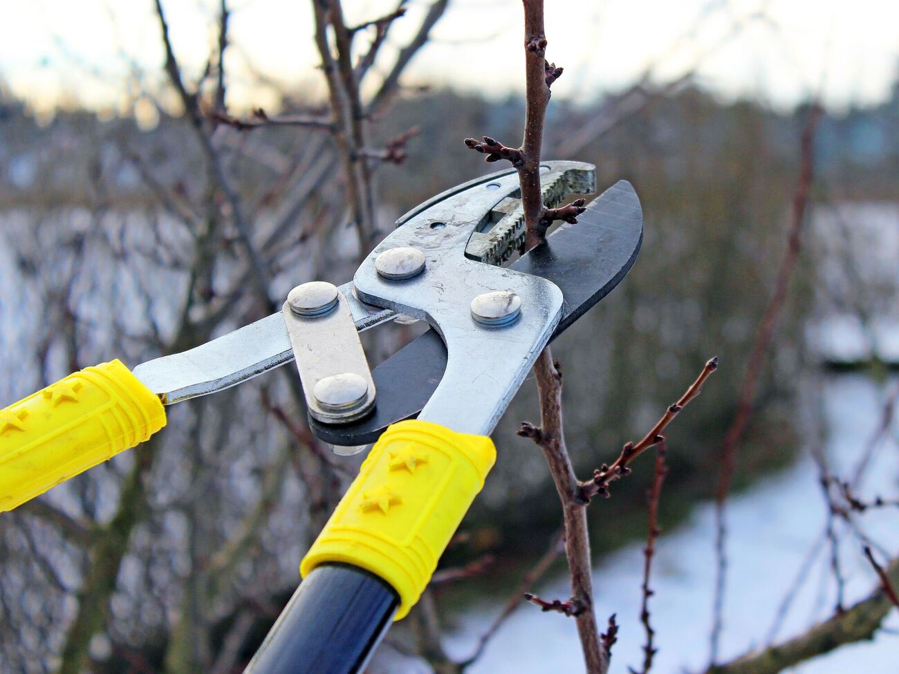 Зимове обрізання можна проводити з кінця січня до початку березня