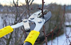 Зимнюю обрезку можно проводить с конца января до начала марта