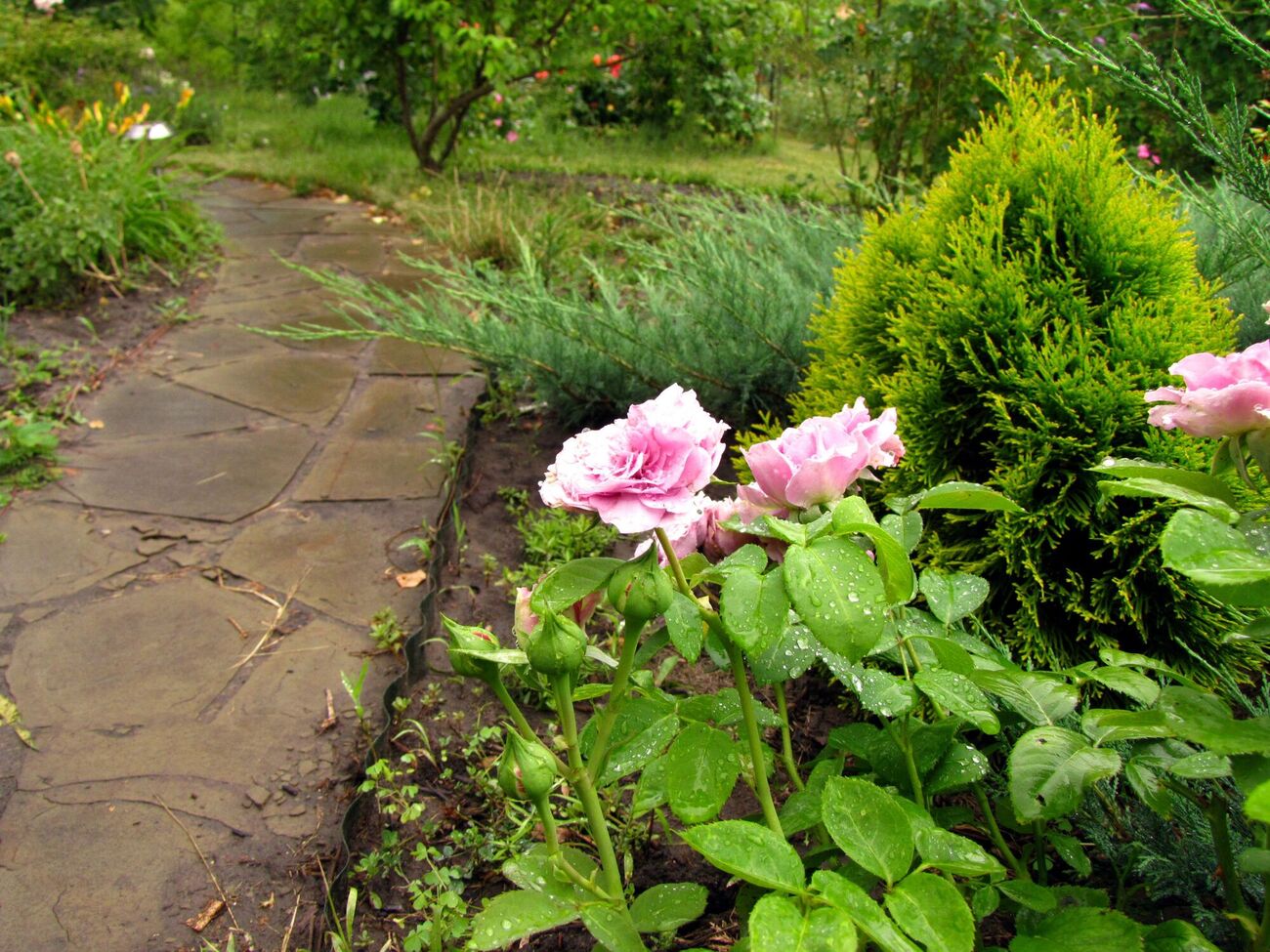 Туя хорошо сочетается с розами и лавандой