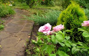 Туя хорошо сочетается с розами и лавандой