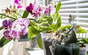 Подкормку достаточно делать всего раз в несколько месяцев