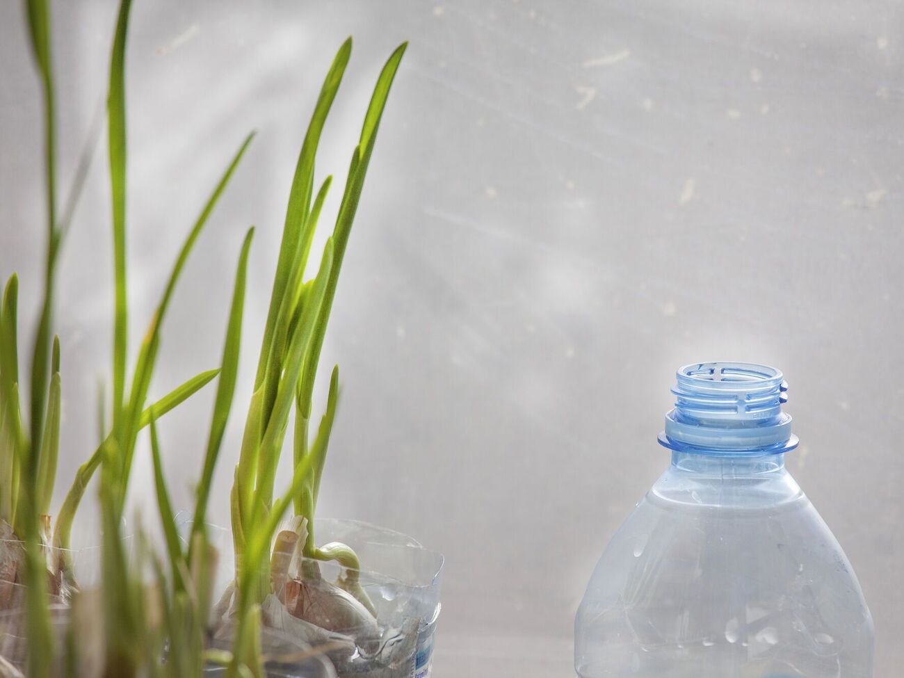 Зелене пір'я можна обрізати й використовувати в їжу