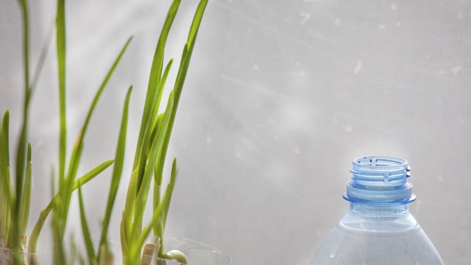 Зелене пір'я можна обрізати й використовувати в їжу