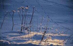 Синоптики рассказали, какой будет погода