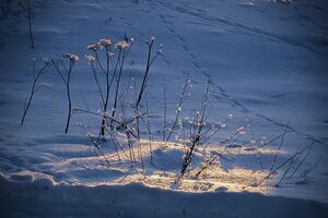 Синоптики рассказали, какой будет погода