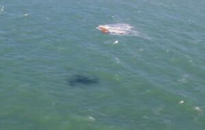 Мазут из танкеров осел на морском дне