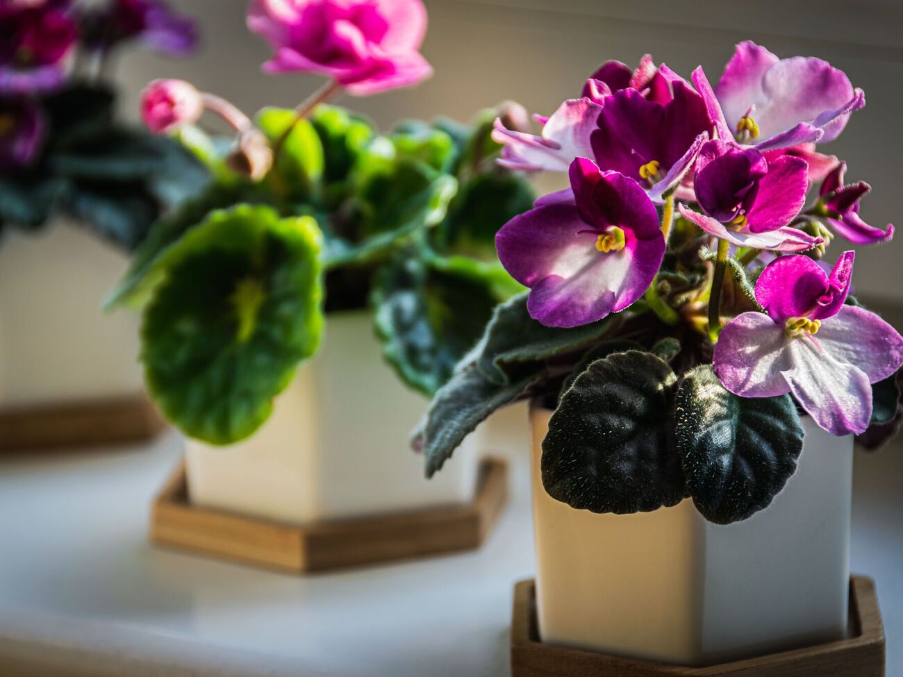 Подкормку вносят раз в три-четыре недели