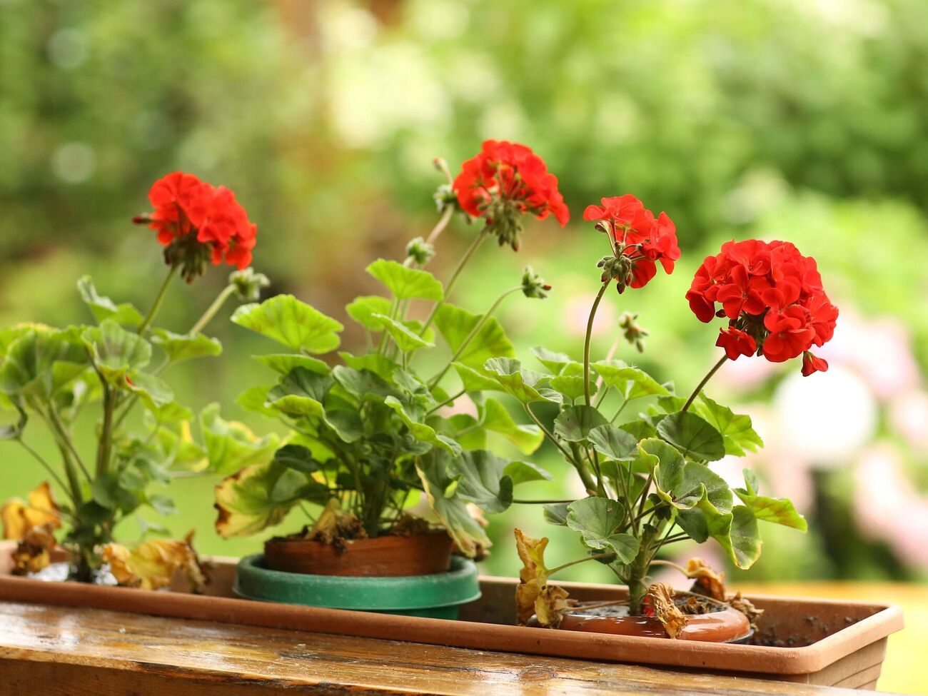 Суть прокалывания иглой стеблей герани заключается в том, чтобы создать для растения стрессовые условия