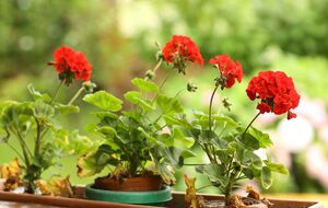 Суть прокалывания иглой стеблей герани заключается в том, чтобы создать для растения стрессовые условия