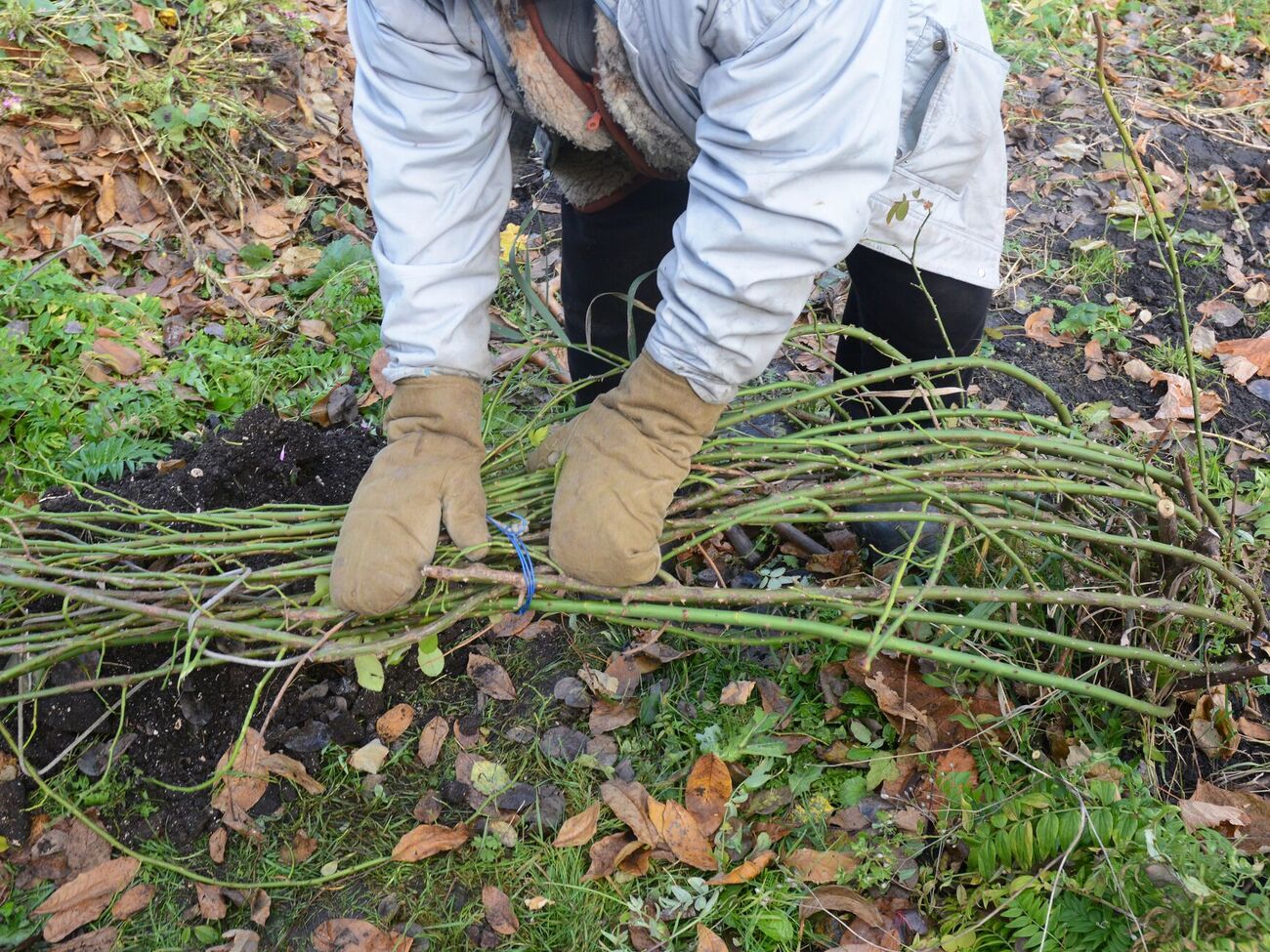 Укрытие роз защитит их от обмораживания