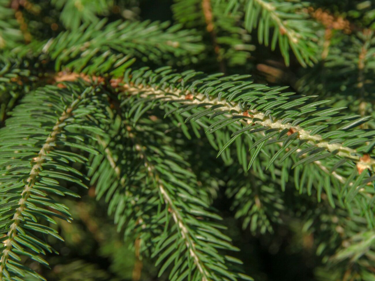 Для обрезки выбирайте целые ветки