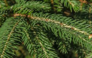 Для обрезки выбирайте целые ветки