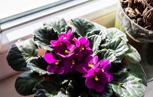 При поливе фиалки важно учитывать температуру воды