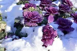 Многие растения могут расти на огороде в снегу