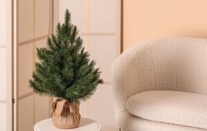 Елка в горшке может стоять в доме несколько недель