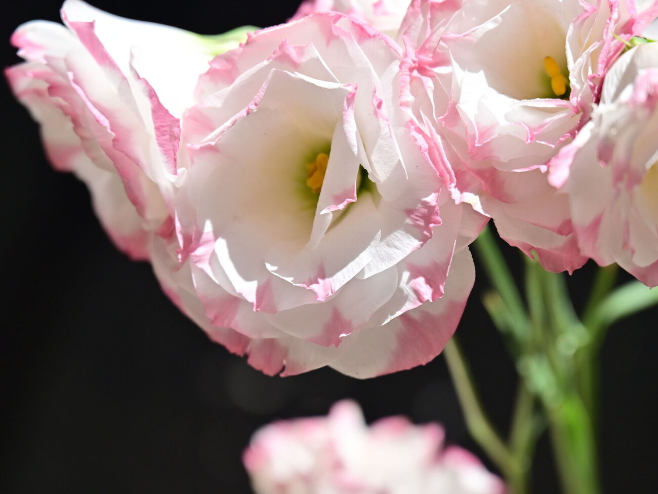 Квіти зацвітуть навесні