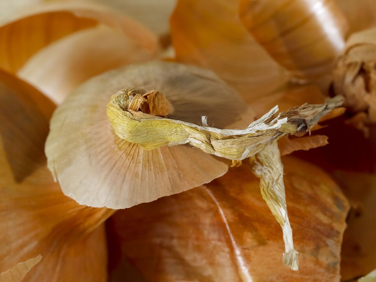 Для приготовления настоя хватит горсти шелухи