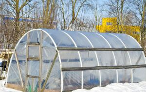 Багато рослин можна вирощувати взимку в теплиці