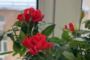 Зимой розы не нуждаются в частой подкормке