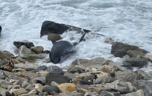 В результате аварии зафиксирована гибель как минимум 10 азовок