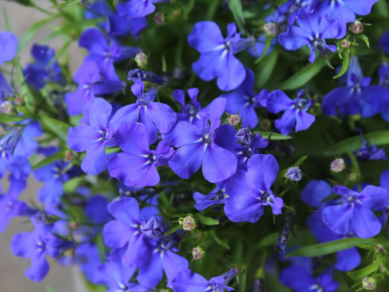 Насіння лобелії висівають на розсаду у грудні