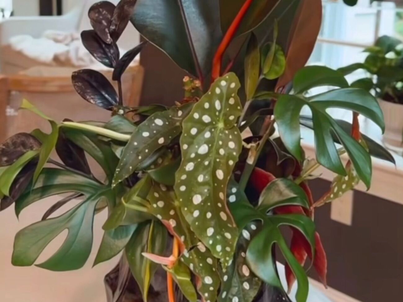 За допомогою сітки добре вкорінюються тропічні рослини