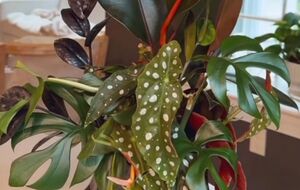 За допомогою сітки добре вкорінюються тропічні рослини