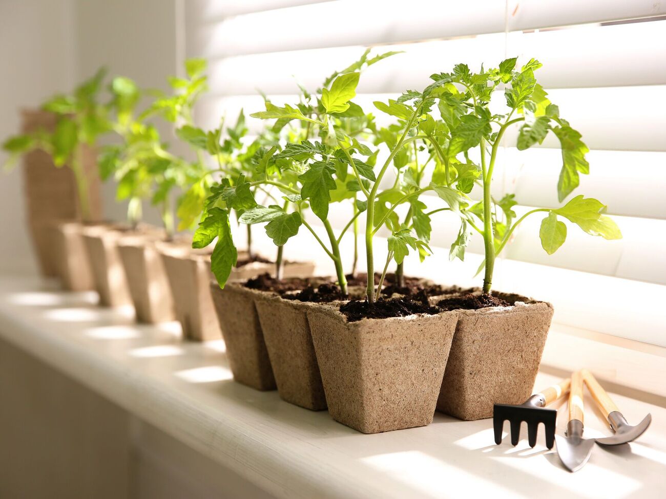 Ацетилсалициловая кислота полезна для растений, так как стимулирует их рост и повышает иммунитет