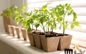 Ацетилсалициловая кислота полезна для растений, так как стимулирует их рост и повышает иммунитет