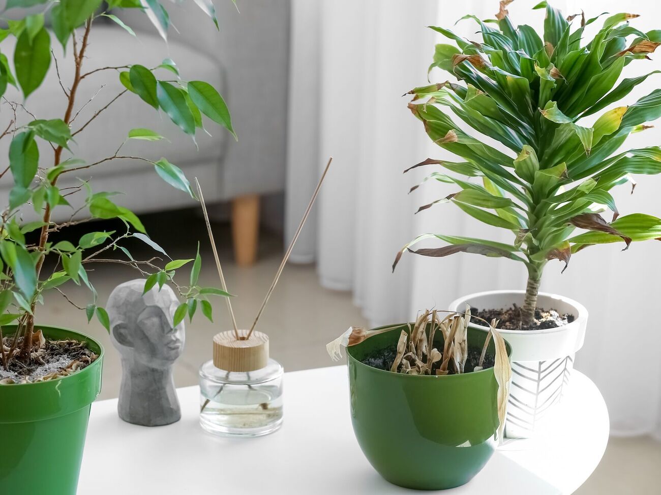 Зимой комнатные растения легко перелить