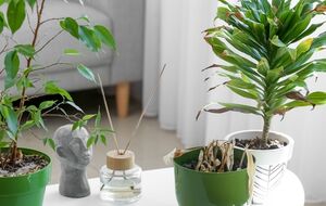 Зимой комнатные растения легко перелить