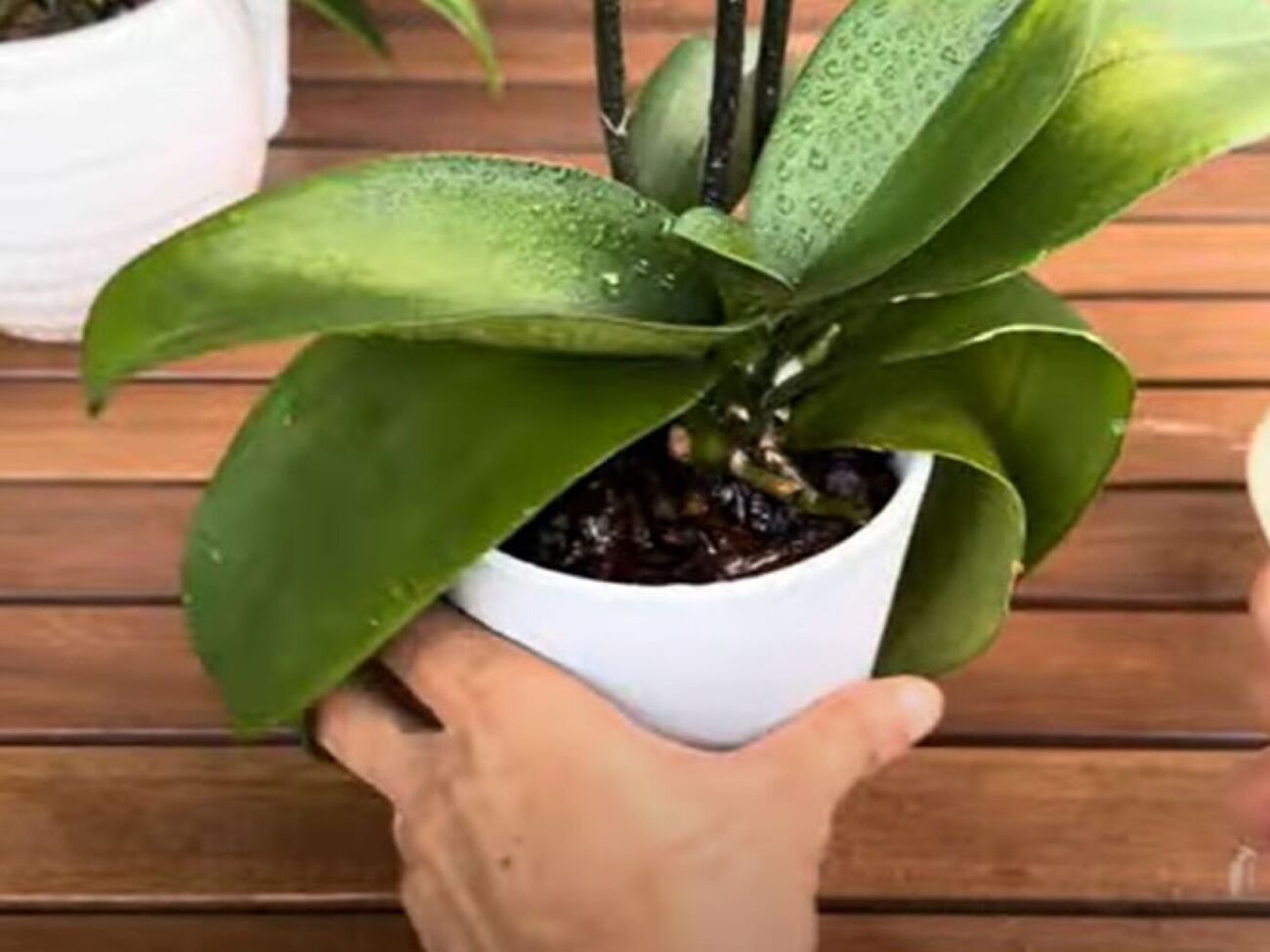 Опрыскивать орхидею настоем из рисовой воды и цедры лимона нужно раз в неделю