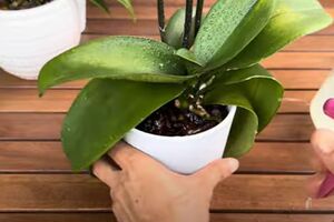 Опрыскивать орхидею настоем из рисовой воды и цедры лимона нужно раз в неделю