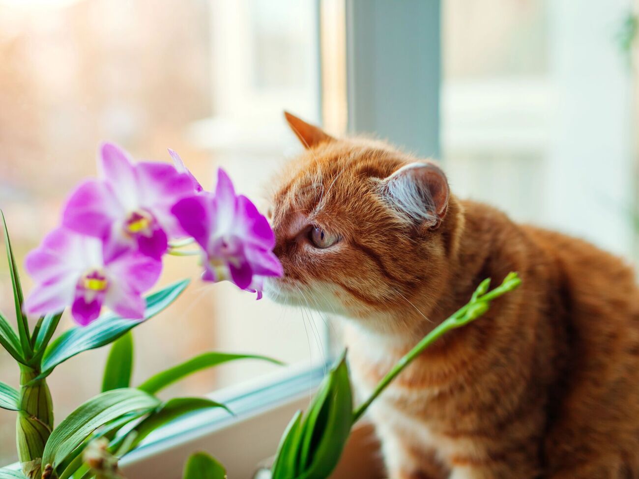 Якщо у вас живе котик, будьте уважні з хімією для рослин