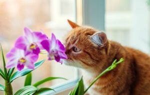 Якщо у вас живе котик, будьте уважні з хімією для рослин