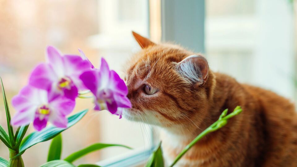 Если у вас живет котик, будьте внимательны с химией для растений