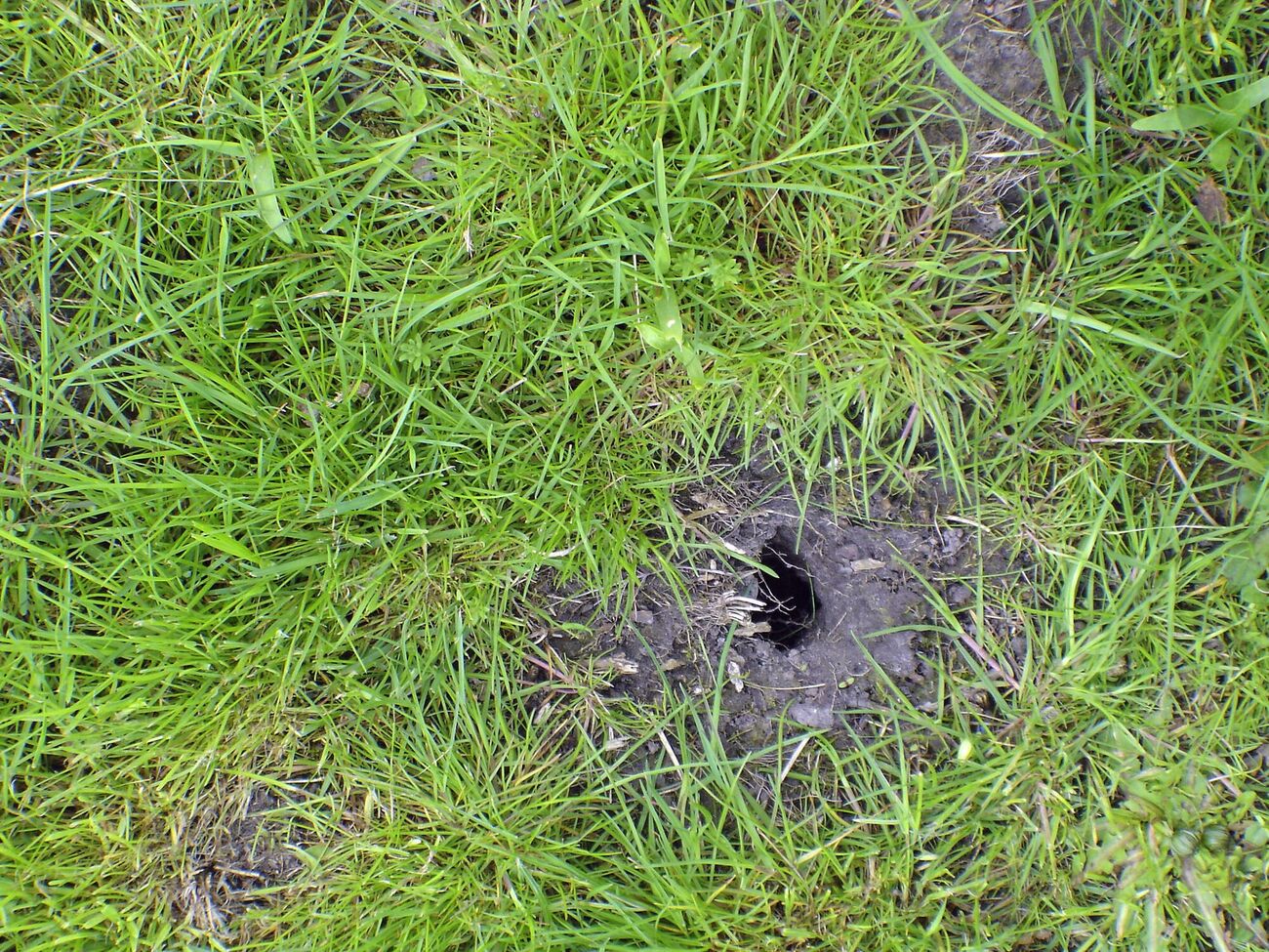 Звіра, який риє на городі, можна визначити за різновидом ями