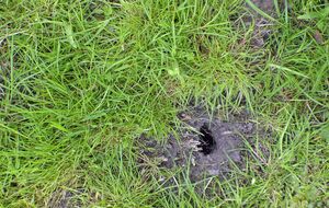 Звіра, який риє на городі, можна визначити за різновидом ями