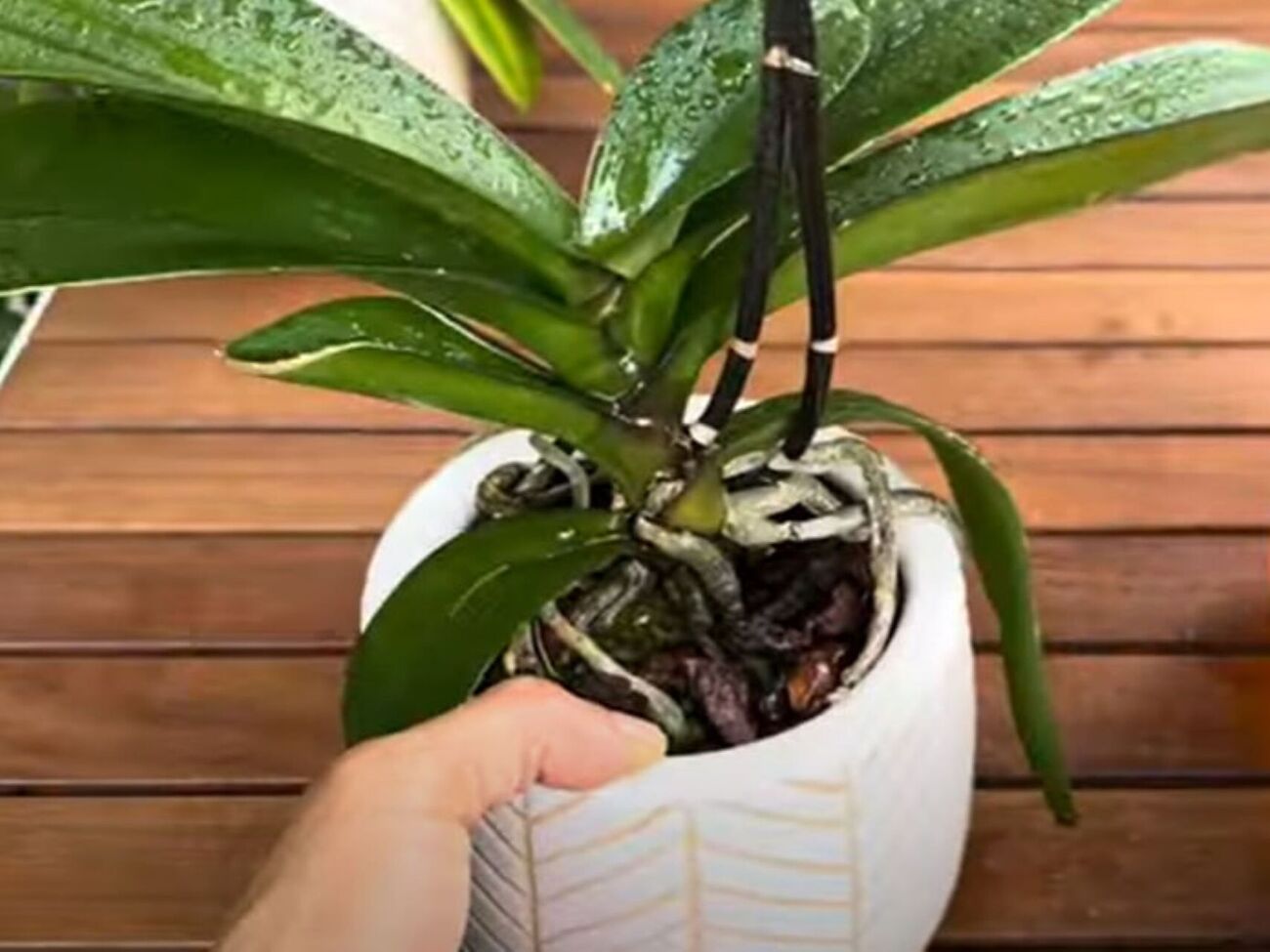 Благодаря такой подкормке орхидеи будут активно и долго цвести, а их корни пойдут в рост