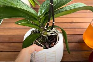 Благодаря такой подкормке орхидеи будут активно и долго цвести, а их корни пойдут в рост