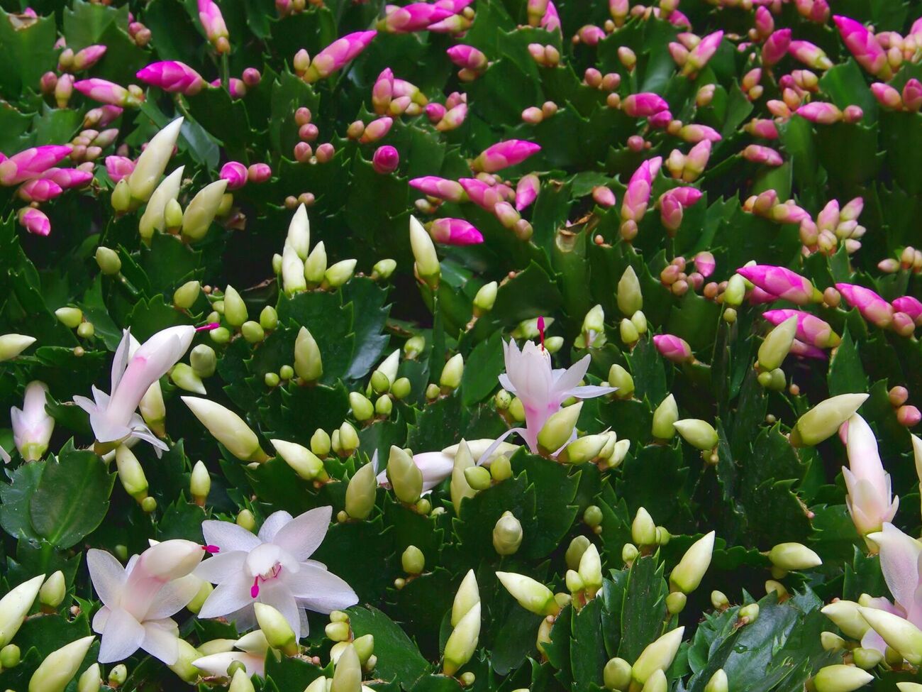 Рождественский кактус – неприхотливое растение, которое легко размножить