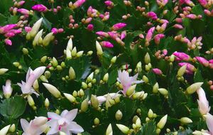 Рождественский кактус – неприхотливое растение, которое легко размножить