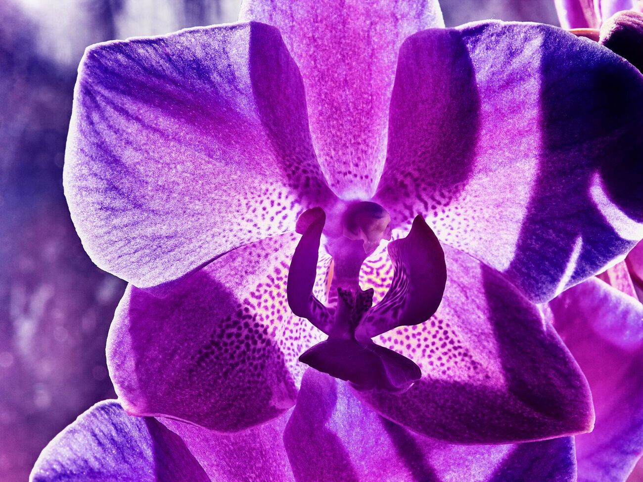 Поливать орхидею кубиками льда может быть удобно, но опасно для растения