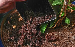 Кофейная гуща имеет довольно сильный аромат, который не переносят улитки, слизни и муравьи