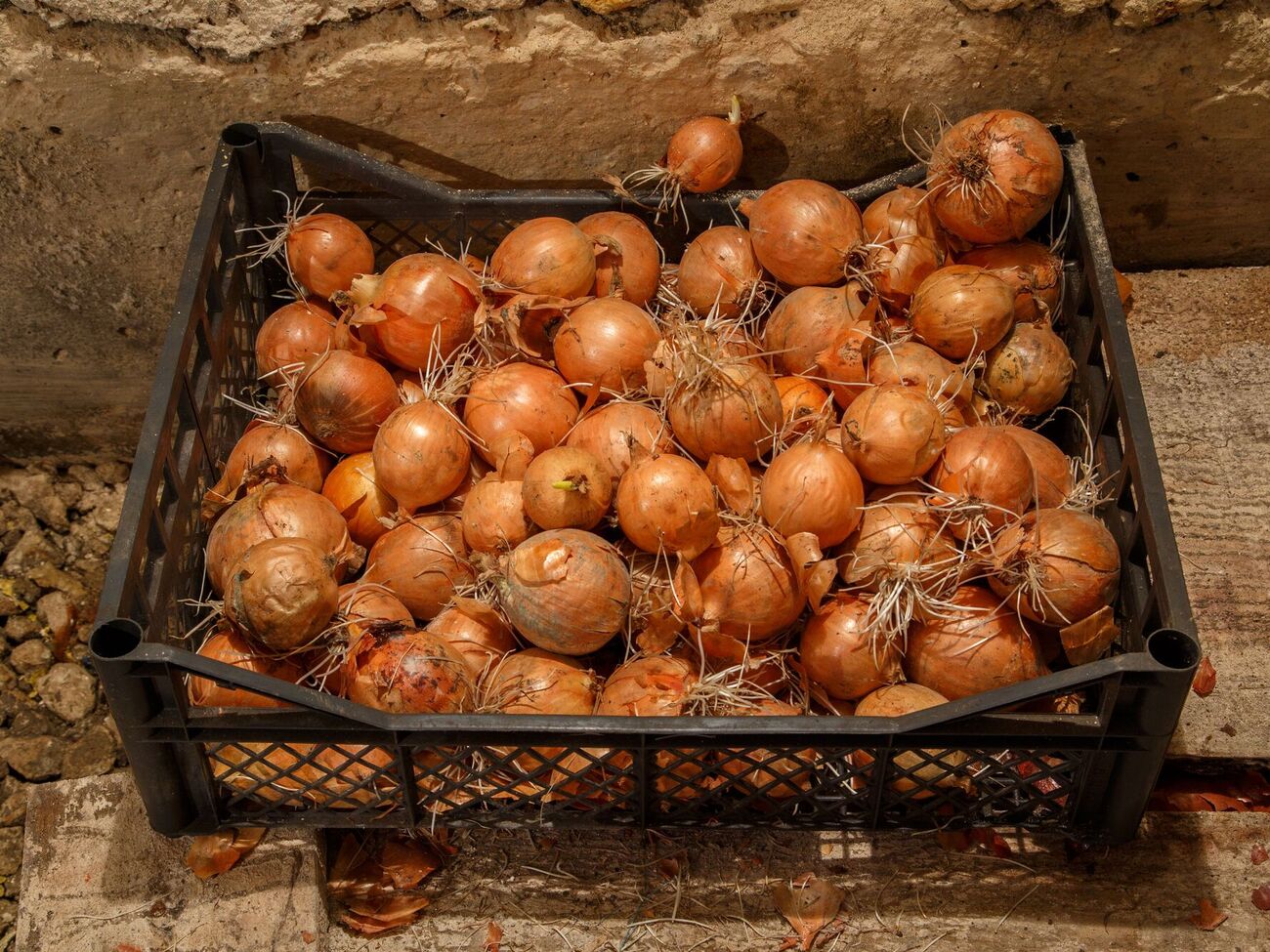 Желтый лук хранится лучше, чем другие сорта