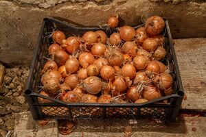 Желтый лук хранится лучше, чем другие сорта